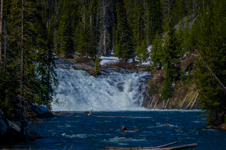 Outdoor view of small waterfall in the river in Yellowstone National Park, surrounding of pine trees and vegetation in the forestの写真素材