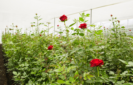Beautiful single red rose flower in garden greenhouse in Ecuadorの写真素材
