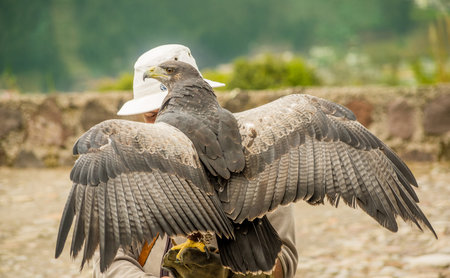 OTAVALO, ECUADOR - MAY 29, 2018: A black-chested Buzzard eagle lands on the gloved hand of a bird...