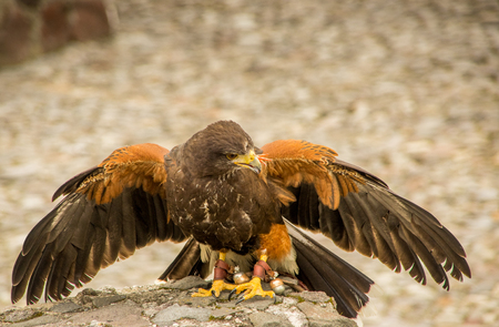 Outdoor view of beautiful Juvenile Mountain Caracara Phalcoboenus megalopterus posing over a rock at the Condor Park in Otavaloの写真素材