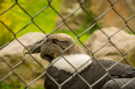 Close up of selective focus of amazing Andean condor, Vultur gryphus inside of a metal mesh at the Condor Park in Otavaloの写真素材