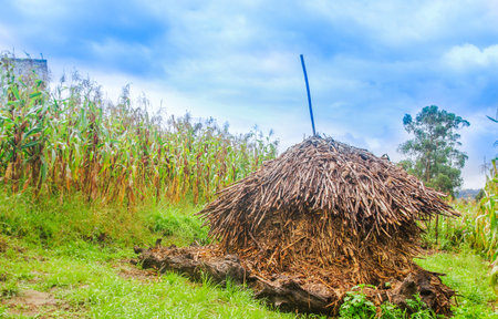 Outdoor view of dry plants of corn, in a pile ready to be burn close to a corn field in a gorgeous...