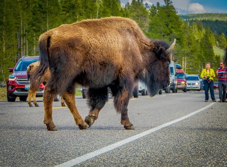 YELLOWSTONE, MONTANA, USA MAY 24, 2018: Outdoor view of american Bison crossing the road in Yelowstone National Parkのeditorial素材