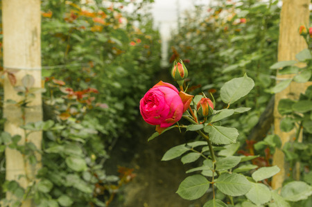 Beautiful indoor view of pink rose flower in garden greenhouse, production in Ecuador.の写真素材