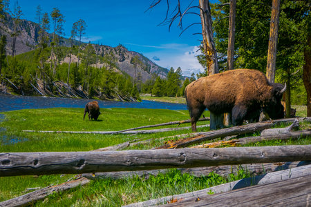 Close up of dangerous American Bison Buffalo grazing inside the forest in Yellowstone National Park...