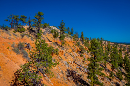 Beautiful outdoor view of pinyon pine tree forest Bryce Canyon National Park Utah in USA in a beautiful blue sky in sunny day.の写真素材