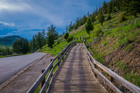 Petrified forest in Yellowstone National Park with fallen trees and green grass