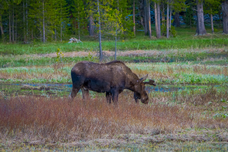 Cow moose munching on willows in Yellowstone National Park, Wyoming in USA.の写真素材