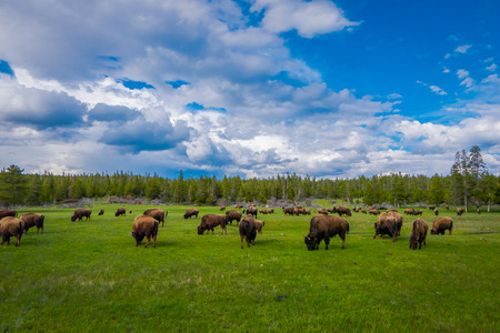Herd of bison grazing on a field with mountains and trees in the backgroundの写真素材