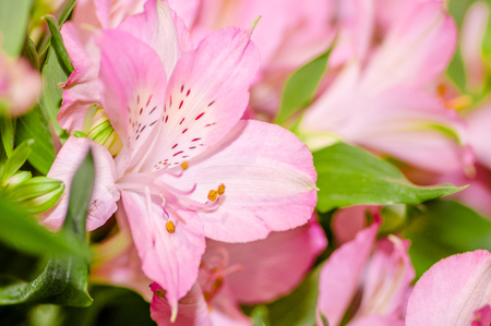 Close up of beautiful pink Lily flowers in a fresh flower market.の写真素材