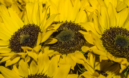 Closeup of beautiful sunflower in market with blurred sunflowers behind.の写真素材