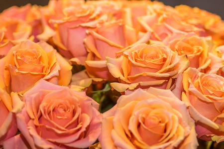 Close up of selective blosoming yellow rose bouquet background.の写真素材