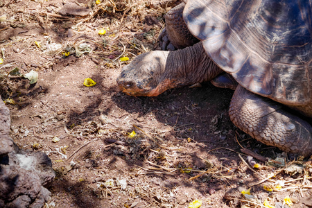 Above view of Galapagos Giant Tortoise Chelonoidis nigra in Galapagos Islands, Ecuador.の写真素材