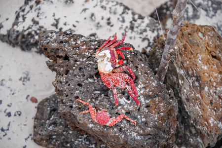 Close up of sally Lightfoot crab Grapsus grapsus on black volcanic rock, in Galapagos Island.の写真素材