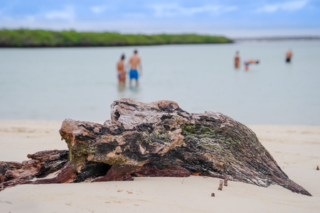 Tourists enjoying the time in at beautiful sandy beach of Tortuga Bay in Santa Cruz, Galapagos Islandsの写真素材