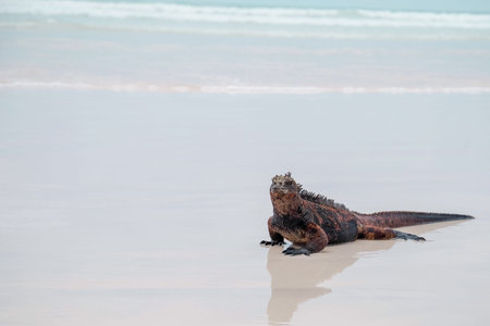 Marine iguana on Tortuga bay beach at Galapagos island of Santa Cruz