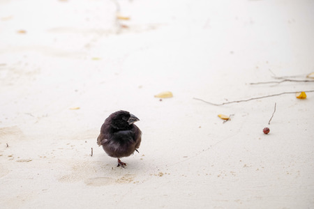 Galapagos Finch Geospiza fortis male perched on a white sand in Santa Cruz, Galapagos Islandsの写真素材