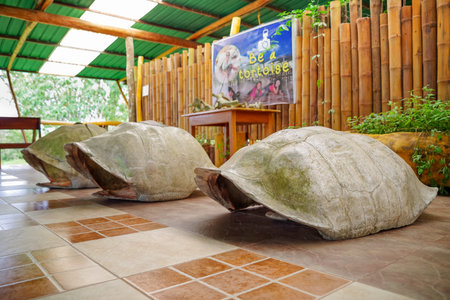GALAPAGOS, ECUADOR- NOVEMBER, 11 2018: Outdoor view of giant Galapagos turtle shell, located inside...