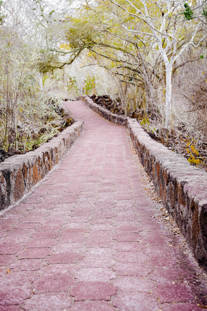 Outdoor view of brick pathway leading through the forest to the ocean, on Galapagos Island Santa Cruzの写真素材