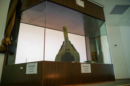 GALAPAGOS, ECUADOR, NOVEMBER 29, 2018: Indoor view of Lonesome George inside of a glass showcase at...