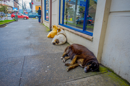 PUERTO VARAS, CHILE, SEPTEMBER, 23, 2018: Outdoor view of dog living in the streets and laying in the floor of the city of Puerto Varasのeditorial素材