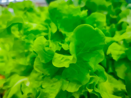 Ripe green crisp-head lettuce, side view.