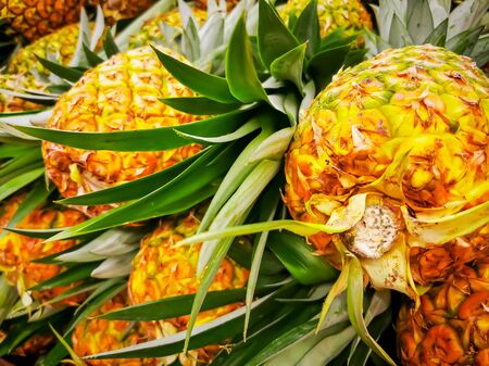 Pile pineapple fruit which has been harvested and display for sale on farmers table in market.の写真素材
