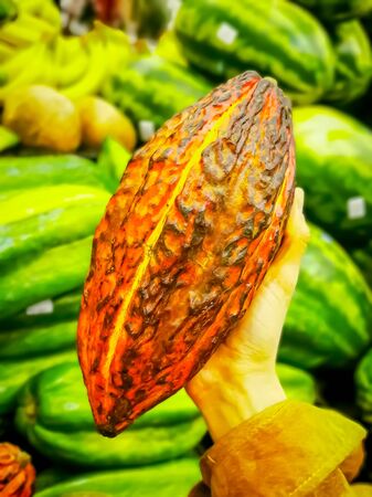 Fresh Cocoa fruit in hand. Organic cacao fruit. Cocoa - healthy food.の写真素材