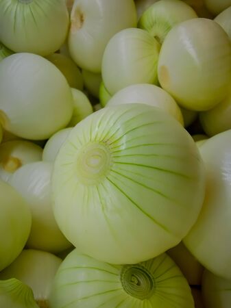 Organic red onions sold at local farmers market.の写真素材