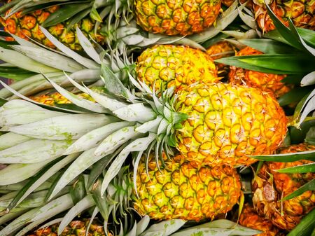 Pile pineapple fruit which has been harvested and display for sale on farmers table in market.の写真素材