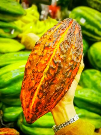 Fresh Cocoa fruit in hand. Organic cacao fruit. Cocoa - healthy food.の写真素材