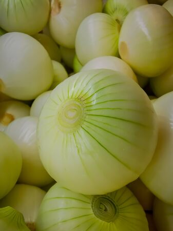 Organic red onions sold at local farmers market.の写真素材