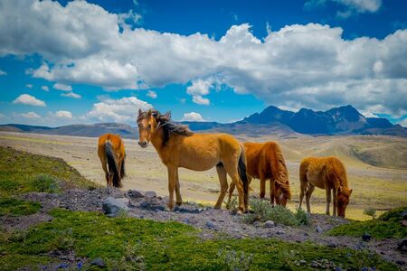 Wild horses in the Andes Mountains, wandering and grazing on fresh green field freely in the morningの写真素材