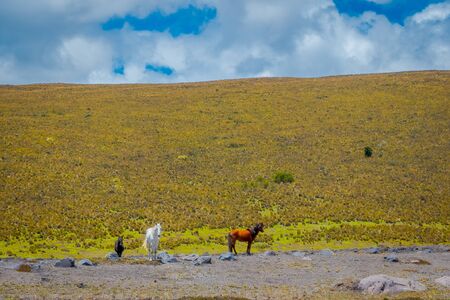 Wild Horses in the Cotopaxi National Park, Ecuadorの写真素材