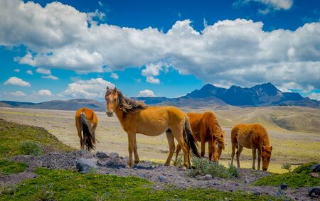 Wild Horses in the Cotopaxi National Park, Ecuadorの写真素材