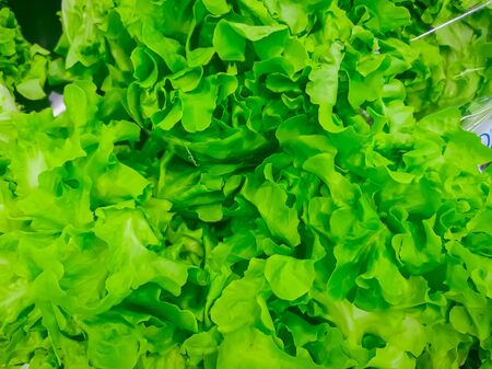 Ripe green crisp-head lettuce, side view.の写真素材