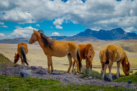Wild Horses in the Cotopaxi National Park, Ecuadorの写真素材