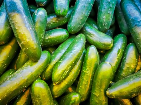 Pile Of Fresh Cucumbers top view, green backgroundの写真素材