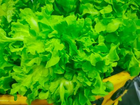Ripe green crisp-head lettuce, side view, organicの写真素材