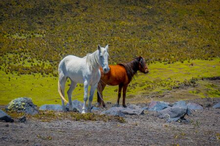 Wild Horses in the Cotopaxi National Park, in Ecuadorの写真素材