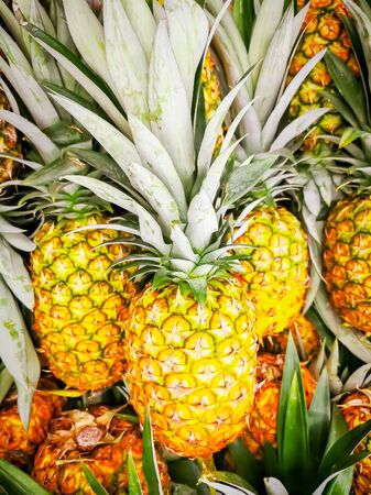 Pile pineapple fruit which has been harvested and display for sale on farmers table in marketの写真素材