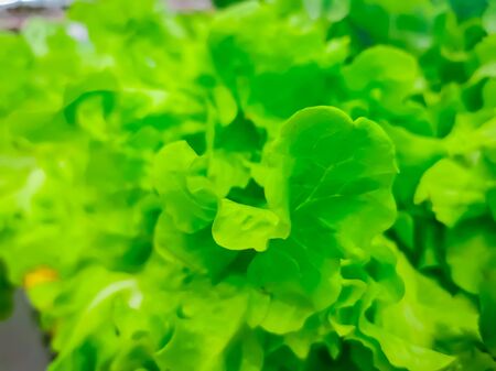 Ripe green crisp-head lettuce, side view, organicの写真素材
