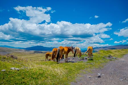 Cotopaxi National Park in Ecuador, in a summer morning.の写真素材