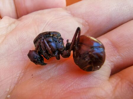 Edible ant traditional from Santander region of Colombia called Hormiga Culona which literally translated in english is big-assed ant.の写真素材