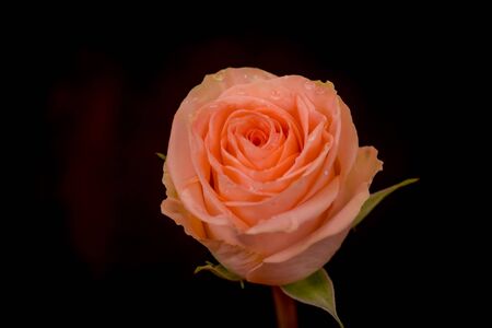 Close up macro photo of peach  roses variety, studio shot.の写真素材
