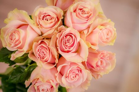 A bouquet of Pink Mondial roses variety, studio shot, pink flowersの写真素材
