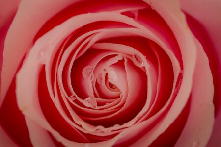 Close up of a bouquet of Pink Mondial roses variety, studio shot, pink flowersの写真素材