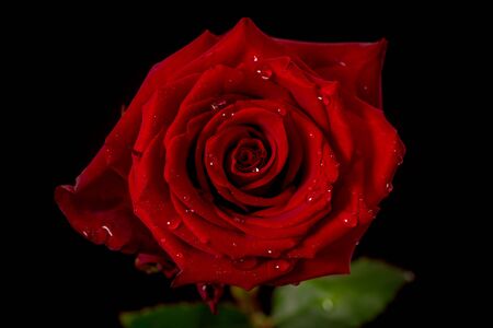 Women hand holding a bouquet of classic Explorer roses variety, studio shot.の写真素材