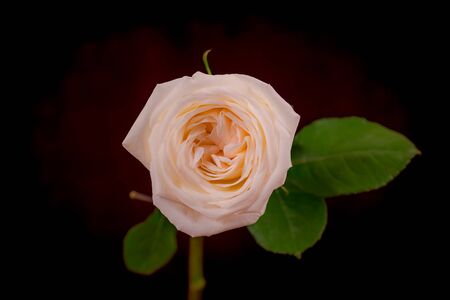 Close up macro shot of a bouquet of White Ohara roses variety, studio shot, white flowersの写真素材