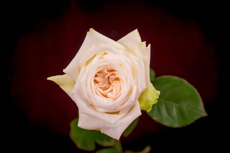 Close up macro shot of a bouquet of White Ohara roses variety, studio shot, white flowersの写真素材